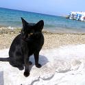 Mykonos Katzen (151)